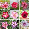 Generic semi di adenium obesum - resistente biologici giardino selvatici 12pcs