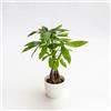 le Georgiche Vivai le Georgiche - Pianta vera di Pachira aquatica - vaso Ø 12 cm