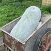Generic Semi di zucca di cera - prodotti sostenibili Benincasa hispida - esotiche semi di da giardino roccioso resistenti giardino sul balcone semi per aiuole rialzate 100pcs