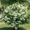 Vivaio di Castelletto Viburno palla di neve "Viburnum opulus roseum", Pianta di Viburno, Pianta in Vaso ø 19 cm, Vivaio di Castelletto