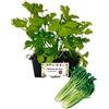 P. Piantine da Orto | Sedano Verde, Kit 6 Piantine, Pianta Pronta per il Trapianto, Pianta Vera da Orto, da Balcone e da Esterno, Vivaio Italiano