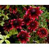 SVI 50 + Cherry Brandy Rudbeckia fowers semi/reseeding