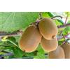 Vivaio di Castelletto Kiwi Actinidia Chinensis pianta da frutta innestata di 2/3 anni in vaso da 4 litri con canna h. 100/120 cm MADE IN ITALY Vivaio di Castelletto