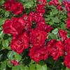 Generico Amdgarden Rosa Brevettata La Sevillana® Rampicante Rossa Meilland Vaso 20 cm