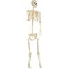 Generic Scheletro di Halloween 180 cm a grandezza naturale, dimensioni, scheletro mobile con giunti mobili per oggetti di scena di Halloween e decorazione spaventosa per feste
