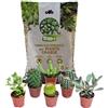 ITALY GREEN LIFE KIT CURA E PIANTE GRASSE - 6 Piante Grasse (Vaso 5.5) Mix Succulenti e Cactacee + Terriccio da 10 Litri | Kit per Cura Piante da Interni, Ufficio, Scrivani5