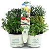 Amori e aromi Erbe Aromatiche in Vaso Set di 6 Piante (vaso 9 cm): Rosmarino, Timo, Origano, Menta, Santoreggia, Lavanda/Erba cipollina