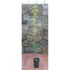 Vivai Salvatore Russo Pianta di pistacchi Albero pistacchio maschio impollinatore - Imballaggio speciale protettivo