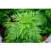 Generic 500 Graines d'Armoise annuelle, Artemisia annua, Graines d'assenzio douce