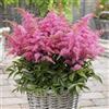 GardenersDream Astilbe Rosa in Vaso - Pianta da Giardino Colorata e Leggera - Perenne Rustica da Esterno per Giardini Ombrosi, Bordure (incl. Vaso da 11 cm)