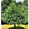 Generico 30 Semi di Pino Blu Himalayano (Pinus Wallichiana)