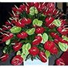 Generic Semi Germinazione dei Semi: 100 Semi, Semi rari Red Anthurium andraeanum, Buon Feng Shui, Rosso Anthurium Selenio
