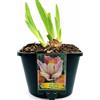 POWERS TO FLOWERS - IRIS GERMANICA ROSA-ARANCIO PAPRIKASH VASO 14CM DIAMETRO, pianta vera