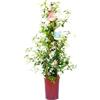 Vannucci Piante - Falso gelsomino, Trachelospermum jasminoides, Cono, Pianta sempreverde, Pianta da terrazzo, Pianta vera in vaso