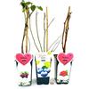 POWERS TO FLOWERS - RUBUS IDAEUS HERITAGE (LAMPONE ROSSO RIFIORENTE), MIRTILLO GIGANTE AMERICANO, RUBUS LOGANOBACCUS, 3 PIANTE, piante vere