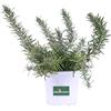 eGarden.store Pianta di Rosmarino Prostrato Pianta Rosmarinus Officinalis Prostratus pianta tappezzante pianta da giardino pianta ornamentale pianta aromatica pianta vera venduta da eGarden.store (Vaso 14 cm)
