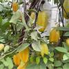 Generic 150 Pz Semi Di Frutti Stellati, Semi Di Frutta Piante Esotiche Resistenti Semi Dell'Albero Della Carambola - Averrhoa Carambola - Semi Biologici Frutta Fresca Piante Decorative Di