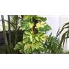 Vivaio Garden Forest Pothos Pianta da Interno Vaso 18 | Pianta Sempreverde, Ricadente, Facile da Coltivare, Ideale Casa e Ufficio