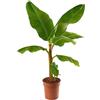 GardenersDream Musa Dwarf Cavendish, pianta di banana esotica da interno, facile da coltivare e che produce frutti.