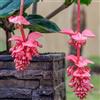 Generic 300 pz Semi di piante Medinilla Magnifica - fiore prato semi vaso da fiori piante d'appartamento esotiche Vaso per piante Piante decorative Piante da giardino in vaso seme di mezzogiorno