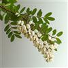 SemiSauvage 15 Semi di Robinier - Falso Acacia - SemiSelvaggio Permacultura