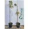 Vivai Decandia Giovanni PIANTA DI QUERCUS ROBUR QUERCIA COMUNE IN VASO 20 CM ALTEZZA 100/110 CM