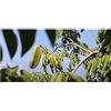 Seeds & Plants Shop by Ipsa Pezzi - 10x Afzelia Xylocarpa Makha Albero Giardino Piante - Seme ID1083 - Seeds & Plants Shop by Ipsa