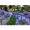 Vivaio Garden Forest Agapanthus Africanus 'Azureum' Vaso 18 cm | Pianta Erbacea Sempreverde, Fioritura Blu Cielo a Ombrello, Altezza fino a 70 cm, Resistente al Freddo