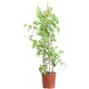eGarden.store - Pianta vera di Pyrostegia Venusta o Bignonia D'Inverno - Altezza pianta: 80 cm Diametro vaso: 17 cm - Rampicante ornamentale con fiori arancioni da coltivare all'esterno