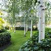 Vivaio di Castelletto Betulla bianca alba, Betula pendula h. 75/100 cm Pianta in vaso, Piante vere da esterno, Vivaio di Castelletto
