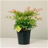 Plantì NANDINA DOMESTICA. Arbusto, Pianta Sempreverde da Esterno con Vaso da 19cm-Piante vere da Esterno, Giardino e Terrazzo. 6 mesi di Concimazione. Idea Regalo Pianta da Esterno (Gulf Stream)