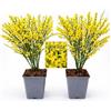 POWERS TO FLOWERS - GINESTRA GIALLA, VARIETA' 'ALL GOLD', VASO 12CM DIAMETRO, 2 PIANTE, pianta vera
