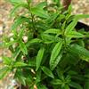 DESRUMAUX Pianta Verbena Citronella Anti-zanzara