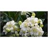 Seeds & Plants Shop by Ipsa Pezzi - 10x Murraya Paniculata Orangenraute Cespuglio Giardino Piante - Seme ID189 - Seeds & Plants Shop by Ipsa