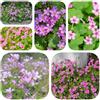 Generic 15 pz bulbi di oxalis - oxalis corymbosa, regali di di prato fiorito esotici bulbo da fiore a fioritura precoce decorazione del balcone, piante in vaso resistenti all'inverno,