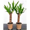 POWERS TO FLOWERS - YUCCA DA GIARDINO, ALTEZZA 35CM, 2 PIANTE, piante vere