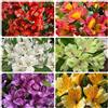 Generic Semi di Alstroemeria, Decorazione del soggiorno, balcone, Alstroemeria ibrida, Le da giardino sono perenni resistenti 350pcs