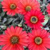 Generic Semi di margherita del Capo - per giardinieri resistenti estivi organico vecchie varietà serre da balcone da balcone esotico arredamento del soggiorno 650pcs