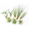 PLANDAIRE - PACK Piante d'aria - Tillandsia Ionantha, T. Bulbosa, T. Juncea - Piante da fiore naturali - Esterno e Interno (9)