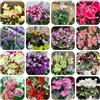 Generic semi resistenti di ciclamino semi di balcone perenni resistenti ciclamino biologici per aiuola all'esterno selvatici da balcone primaverile, 500pcs