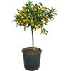 Generico Pianta di Kumquat - Mandarino Cinese (vaso - 20) con frutto - Immagine reale