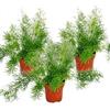 exotenherz Asparagus densiflorus sprengeri, set of 3