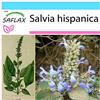 SAFLAX - Confezione regalo - Chia - 500 semi - Salvia hispanica