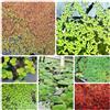 Generic Semi di lenticchia d'acqua - acquatiche per acquari da stagno resistenti vecchie varietà esotiche rare, da stagno sostenibile 400pcs