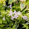 le Georgiche Vivai le Georgiche - Pianta vera di Abelia x grandiflora Kaleidoscope Abelia x grandiflora 'Rdl' - vaso Ø 18 cm - altezza alla vendita 30-40 cm