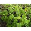 SVI 150 semi di Eleutherococcus senticosus, ginseng siberiano, (Acanthopanax)