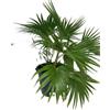 VIVAI DEL SOLE Livistona Chinensis o Ventaglio cinese o Palma fontana, Pianta ornamentale da esterno prodotta da Vivai del Sole vaso diametro cm 45