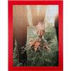 Wallazz Cornice Porta Puzzle 1000 Pezzi 50,4x70,4 cm Rosso - Cornice per Quadri e Puzzle, Frontale Trasparente in Crilex, Made in Italy - Design Elegante da Parete