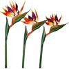 HAOSHICS 3 fiori artificiali per uccelli celesti, finti uccelli del paradiso Strelitzia, piante in finta seta, per casa, ufficio, matrimonio, decorazione Centerpeice (grande, arancione)