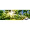 ARTBAY Poster Foresta HD XXL - Panorama - 118,8 x 42 cm | Un Bosco Meraviglioso inondato dal Sole | Foto di Natura | qualità Superiore